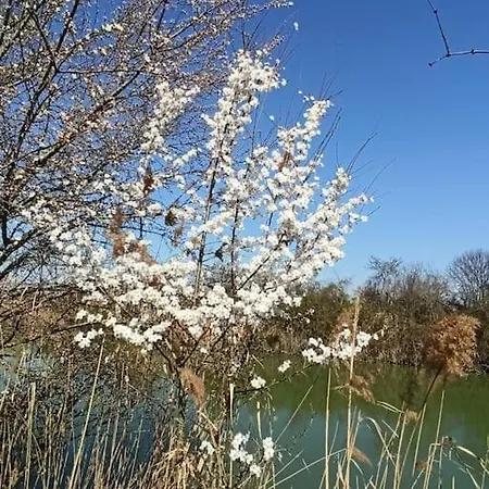 Отель Locazione Mimosa Con Giardino