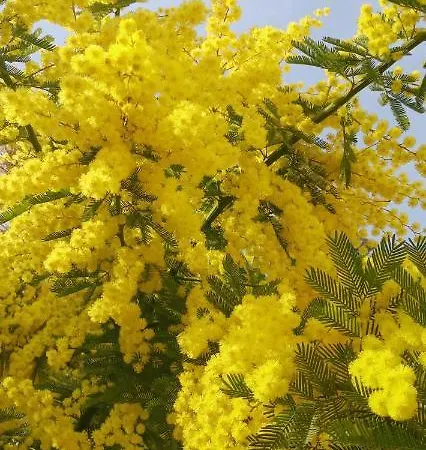 Otel Locazione Mimosa Con Giardino 3*